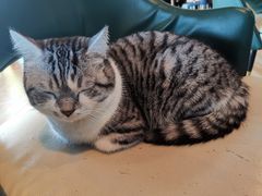 -安格丽娜·狗咖·猫咖羊驼咖(春熙路百盛商场店)