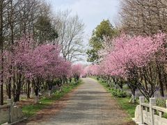 -上海海湾国家森林公园