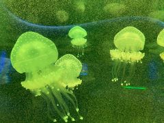 -福州罗源湾海洋世界旅游区