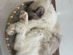 -共舞时光猫咖·狗咖(新街口店)