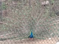 -武汉动物园