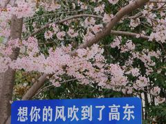 -高东镇樱花园