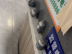 -半岛宠物医院24小时(白果林店)