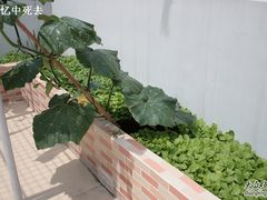 -上海都市菜园