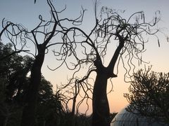 -深圳仙湖植物园