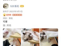 -三花喵·撸猫购宠·宠物生活馆(虹桥南丰城店)
