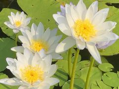 -华南国家植物园-售票处