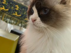 -平行世界·猫咖(首经贸店)