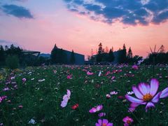-田园东方蜜桃村的田野营地