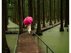 -渌洋湖湿地公园