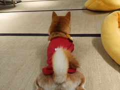 -逗柴咖啡屋·狗咖猫咖宠物桌游