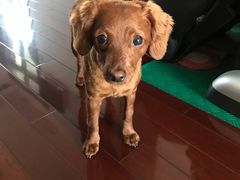 -爱侣宠医·鹦鹉专科·小型哺乳类·异宠专科(灵石路店)