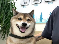 -美联众合动物医院·24h转诊中心