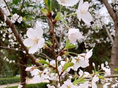 -武汉大学-樱园