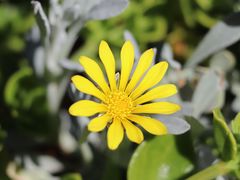 -墨尔本皇家植物园
