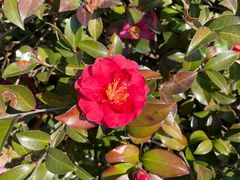 -合肥滨湖国家森林公园