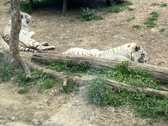 -大连森林动物园