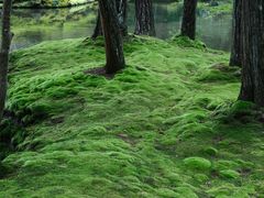 -西芳寺(苔寺)