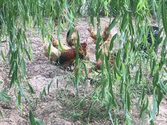 -同銮特种养殖场·龙虾垂钓