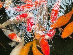 -白天鹅宾馆·美食屋
