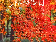 -上海共青森林公园