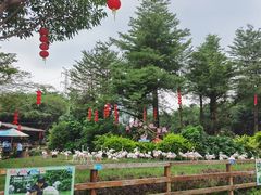-广州长隆飞鸟乐园
