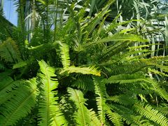 -国家植物园南园