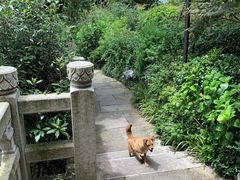 -杭州半山国家森林公园