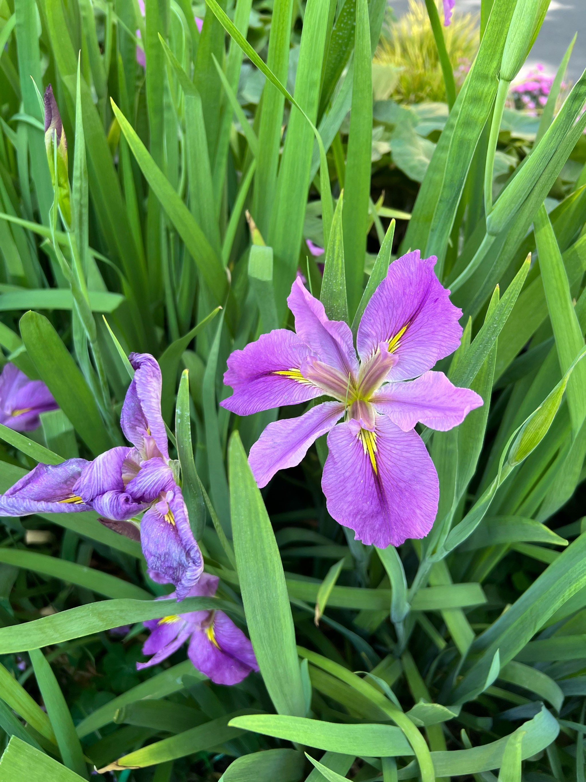 紫色的鸢尾花