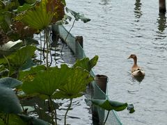 -星巴克(杭州嘉里中心4F店)