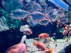 -太平洋海底世界