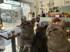 -平行世界·猫咖(首经贸店)