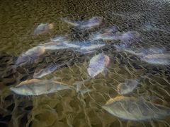 -惠州金海湾嘉华度假酒店