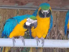 -西霞口神雕山野生动物世界