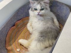 -怪兽屋·羊驼·猫咖·狗咖(俊华广场店)