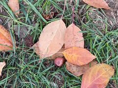 -意大利农场度假村