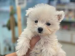 -翊宠yipet猫狗购宠庄园犬舍•猫舍