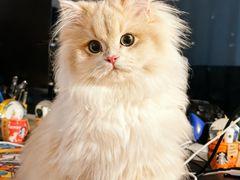 -lincat·猫舍(广州店)