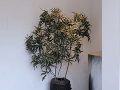 -喜蓝台·HI UP LAND度假餐厅