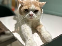 -安格丽娜·狗咖·猫咖羊驼咖(春熙路百盛商场店)