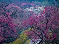-梅花山(明孝陵内)