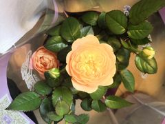 -双季花艺园艺市场(浦东店)