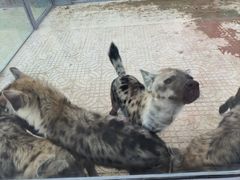 -西霞口神雕山野生动物世界