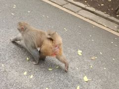 -黔灵山公园
