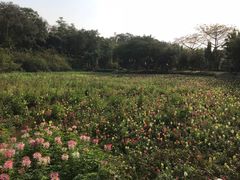 -云溪植物园