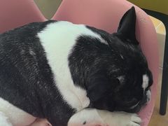 -Let's go狗咖·猫咖·奶狗·桌游(春熙路IFS店)