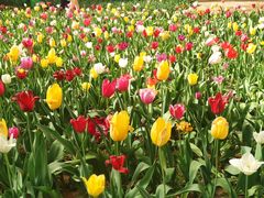 -洛阳郁金香牡丹园