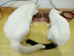 -甄爱宠物医院(疏影路店)