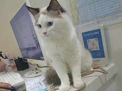 -佳雯宠物医院·皮肤科·内外科(春晓路分院)