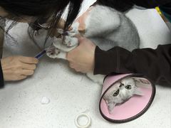 -联合动物医院(光谷诊疗中心)